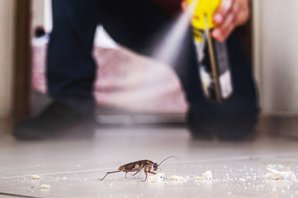 Wasp Removal Services in Sixteen Mile Stand, OH